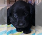 Small Photo #133 Labrador Retriever Puppy For Sale in OLYMPIA, WA, USA