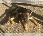 Small Photo #9 German Shepherd Dog Puppy For Sale in LOGAN, OH, USA
