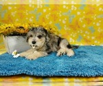 Small Photo #6 Goldendoodle-Poodle (Toy) Mix Puppy For Sale in COLORADO SPRINGS, CO, USA