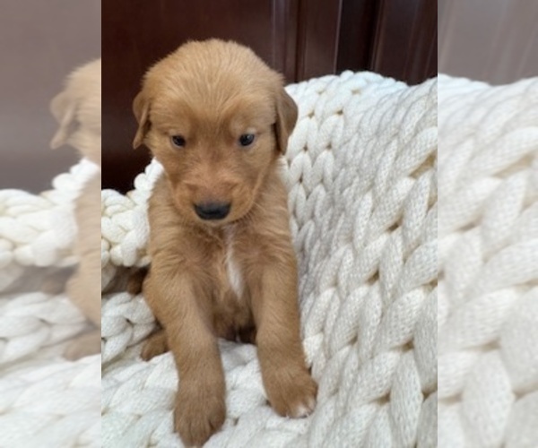Medium Photo #6 Golden Retriever Puppy For Sale in AUMSVILLE, OR, USA