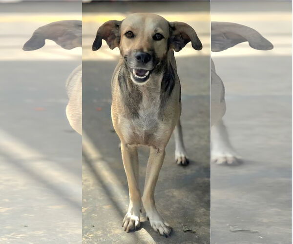 Medium Photo #4 Labrador Retriever-Unknown Mix Puppy For Sale in Virginia Beach, VA, USA