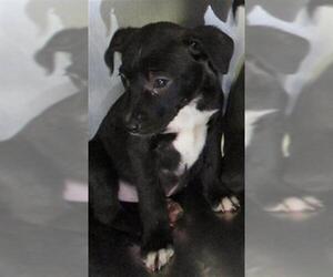 Mutt Dogs for adoption in Oklahoma City, OK, USA