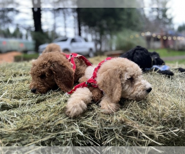 Medium Photo #8 Poodle (Standard) Puppy For Sale in WILSONVILLE, OR, USA
