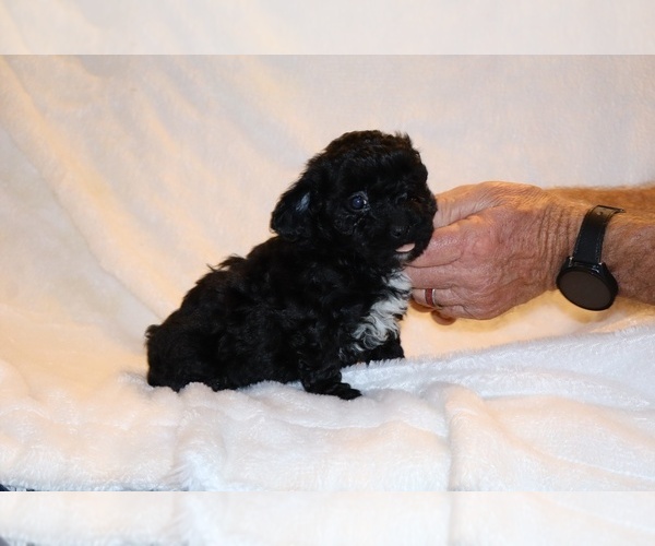 Medium Photo #3 Poodle (Toy) Puppy For Sale in DYERSBURG, TN, USA