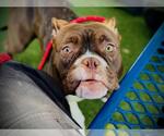 *WENDY - Female Bulldog-Unknown Mix Dog for Adoption - Small photo