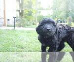 Small Photo #35 Aussiedoodle Puppy For Sale in CONWAY, SC, USA