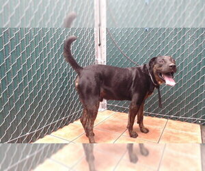 Shepweiller Dogs for adoption in Downey, CA, USA