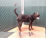HUDSON - Male Shepweiller Dog for Adoption - Small photo
