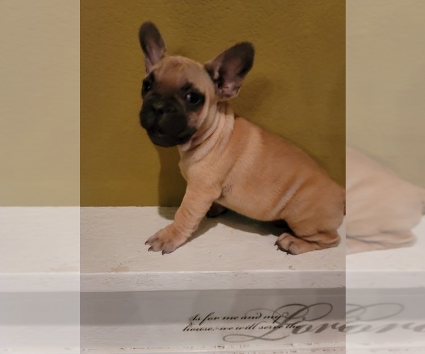 Medium Photo #6 French Bulldog Puppy For Sale in FRESNO, CA, USA