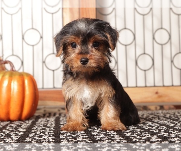 Medium Photo #3 Yorkshire Terrier Puppy For Sale in NAPLES, FL, USA