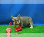 Small Photo #4 French Bulldog Puppy For Sale in HICKORY, NC, USA
