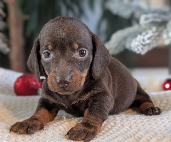 Medium Photo #5 Dachshund Puppy For Sale in GOSHEN, IN, USA