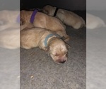 Small Photo #3 Golden Retriever Puppy For Sale in PRYOR, OK, USA