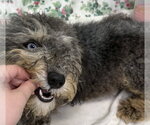 Small #1 Shih Tzu Mix