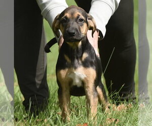 Travis - Male Australian Shepherd-Unknown Mix Dog for Adoption - Photo #14