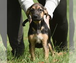 Small Photo #14 Australian Shepherd-Unknown Mix Puppy For Sale in Mechanicsburg, PA, USA