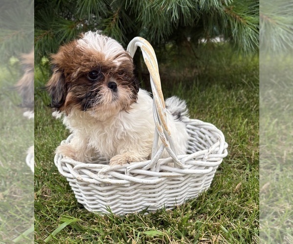 Medium Photo #2 Shih Tzu Puppy For Sale in MIDDLEBURY, IN, USA