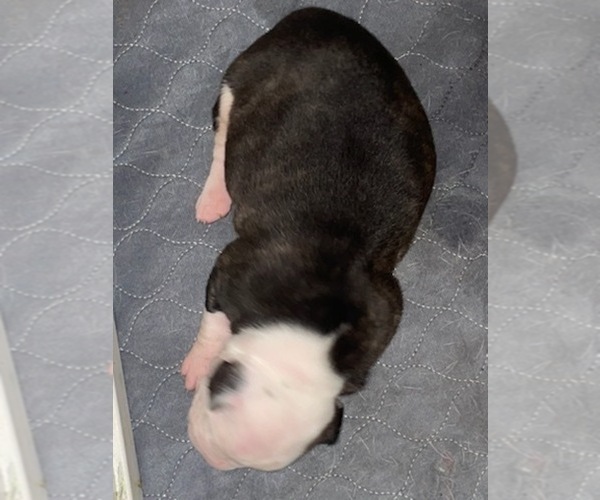Medium Photo #8 American Bulldog Puppy For Sale in BLUE SPRINGS, MO, USA