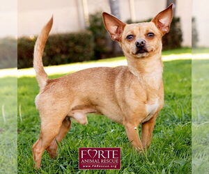 Prince - Male Chihuahua-Unknown Mix Dog for Adoption - Photo #5