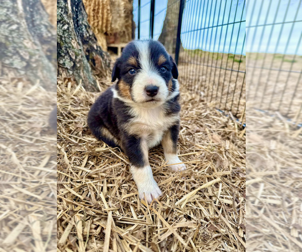 Medium Photo #11 Australian Shepherd Puppy For Sale in SMITHS GROVE, KY, USA