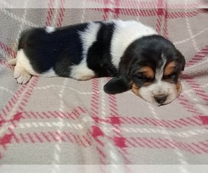 Basset Hound Puppy for sale in SALEM, WV, USA