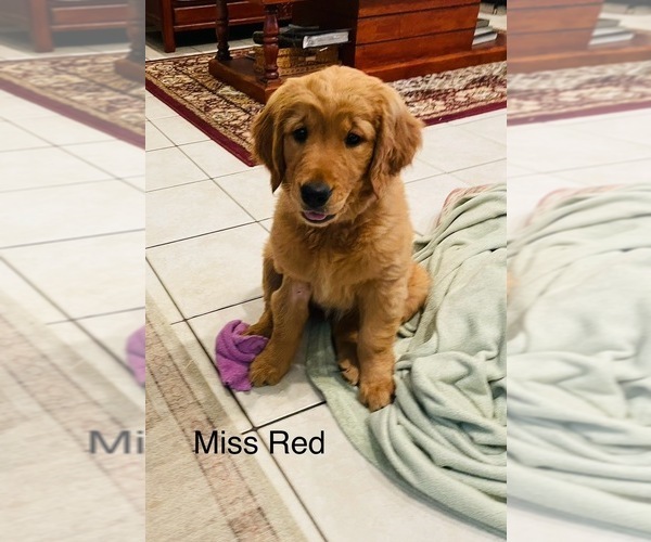 Medium Photo #1 Golden Retriever Puppy For Sale in BEDFORD, TX, USA