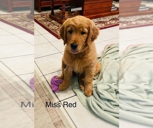 Golden Retriever Puppy for Sale in BEDFORD, Texas USA