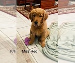 Small Photo #1 Golden Retriever Puppy For Sale in BEDFORD, TX, USA