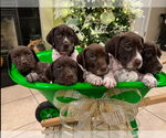 Small German Shorthaired Pointer