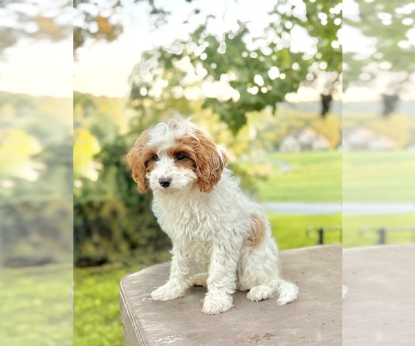 Medium Photo #2 Cavapoo (Miniature) Puppy For Sale in MOHNTON, PA, USA