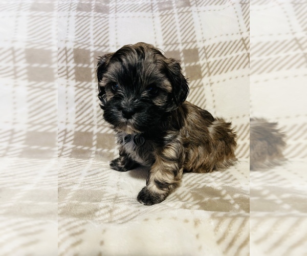 Medium Photo #1 Mal-Shi Puppy For Sale in GREEN BAY, WI, USA