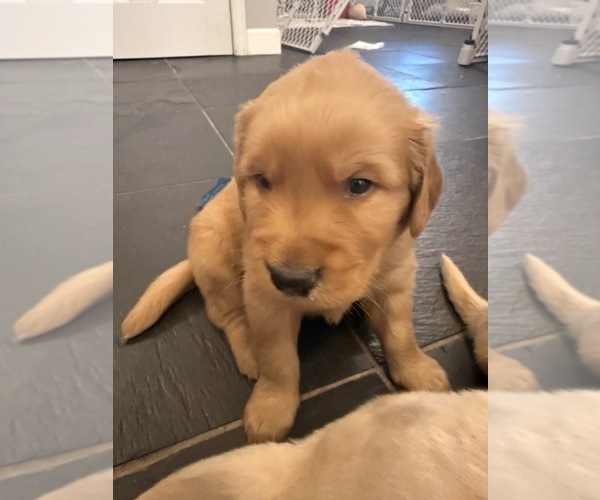 Medium Photo #6 Golden Retriever Puppy For Sale in PANA, IL, USA
