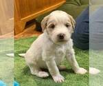Image preview for Ad Listing. Nickname: Bruno