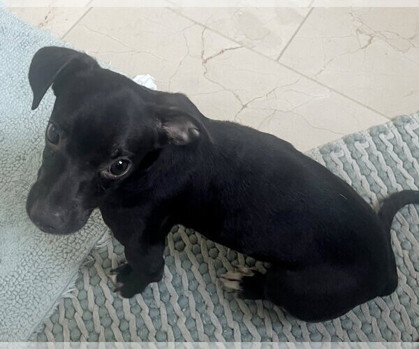 Medium Photo #2 Chiweenie Puppy For Sale in Corona, CA, USA