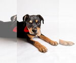 Small #5 American Staffordshire Terrier-Chihuahua Mix