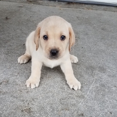 Labrador Retriever Puppy for sale in ARTHUR, IL, USA