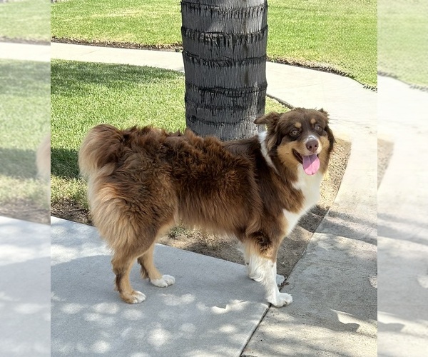 Medium Photo #1 Aussiedoodle Puppy For Sale in NORCO, CA, USA