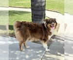 Small Photo #1 Aussiedoodle Puppy For Sale in NORCO, CA, USA
