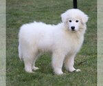Small Photo #2 Samoyed Puppy For Sale in FREDERICKSBG, OH, USA