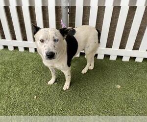 Texas Heeler Dogs for adoption in Modesto, CA, USA