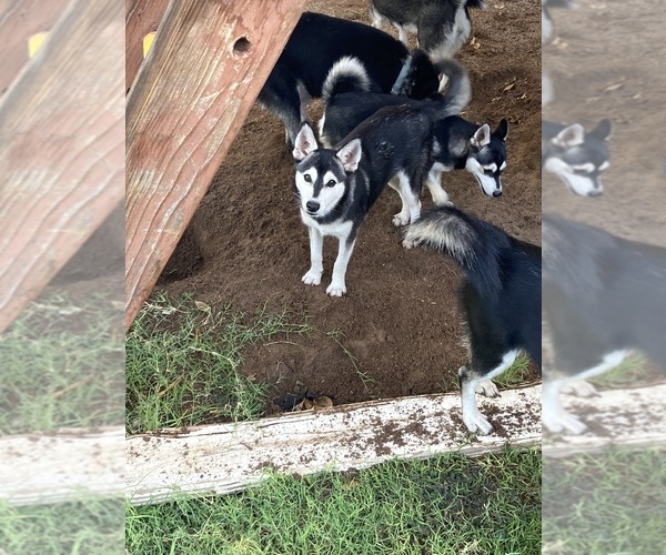 Medium Photo #1 Alaskan Klee Kai Puppy For Sale in GLENDALE, AZ, USA