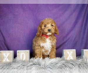 Goldendoodle (Miniature) Puppy for sale in WARSAW, IN, USA