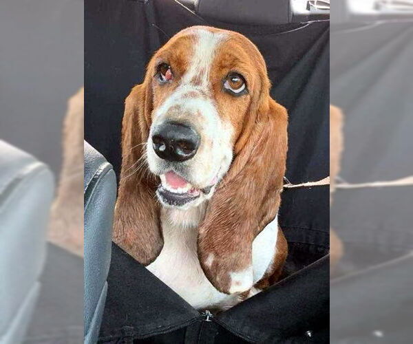 Medium Photo #2 Basset Hound Puppy For Sale in Deepwater, NJ, USA