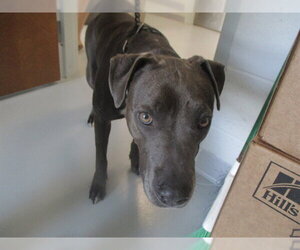 Staffordshire Bull Terrier Dogs for adoption in Ocala, FL, USA