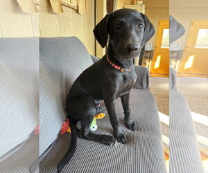 Sage - Female Shepradors Dog for Adoption - Photo #2