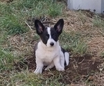Small Photo #28 Border Collie-Pembroke Welsh Corgi Mix Puppy For Sale in CHILOQUIN, OR, USA