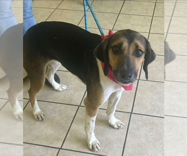 Medium Photo #1 American Foxhound-Black and Tan Coonhound Mix Puppy For Sale in Benton, PA, USA