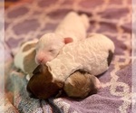 Small #4 Poochon