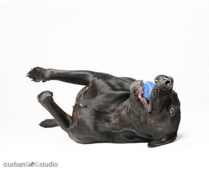 Doolie - M - Male American Bandogge mastiff Dog for Adoption - Photo #3