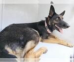 Small #1 German Shepherd Dog Mix